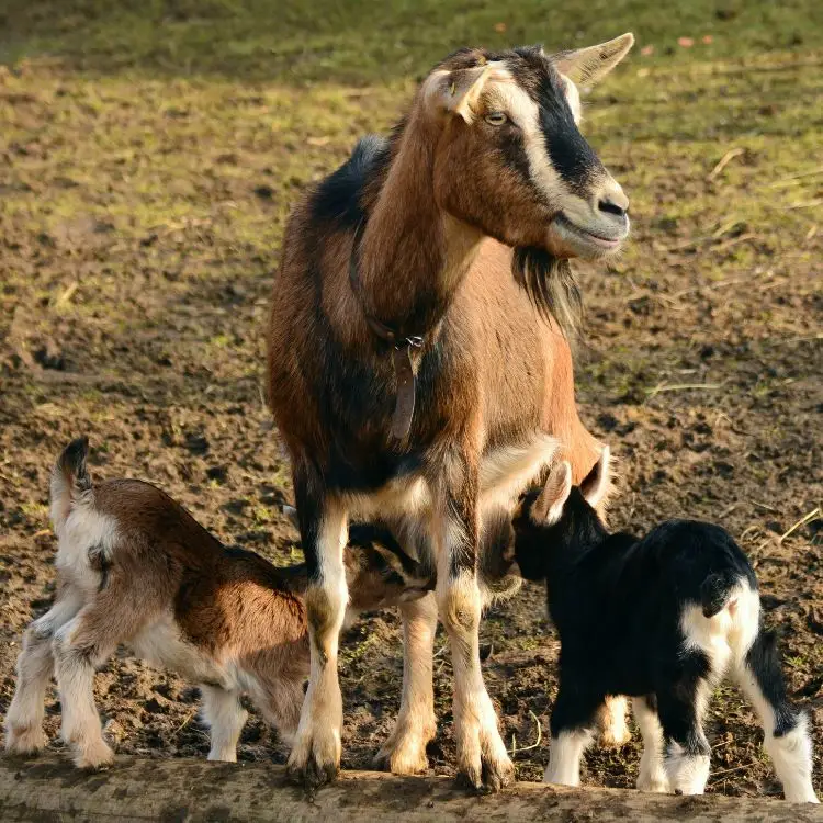 goat farm experience