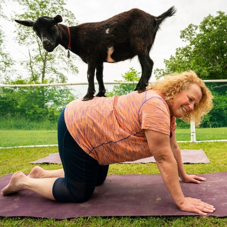 goat yoga