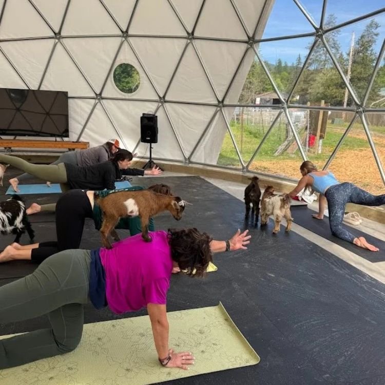 goat yoga